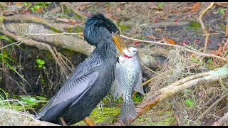 ANHINGA BEATING FISH AND SWALLOWING WHOLE [upl. by Leuqer]