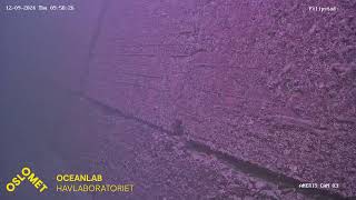 Live streaming OsloMet Oceanlab ANERIS low cost underwater camera observatory  Filipstad [upl. by Wynny723]