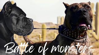 cane corso vs presa canario 🔥 Battle of monsters ☠️ canecorso presacanario subscribe repost [upl. by Lapointe]