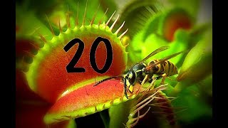 Top 20  Venus flytrap  Venusfliegenfalle [upl. by Kaehpos688]