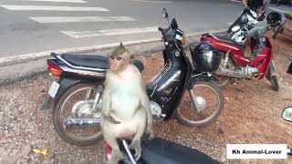 🐒Awesome Videos Monkey Meeting With Tourist🐒 Funny Monkey Mating 2017 [upl. by Ariom]