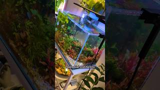 🌱 How You Should Use Fertilizer Planted Aquarium 🌱 [upl. by Encratis370]