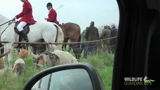 Tiverton Staghounds  Hunted spring stags at Landacre Bridge [upl. by Ailina]