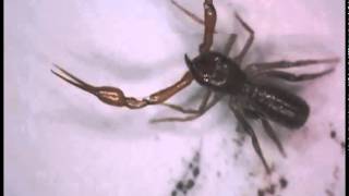 Footage of a new species of Pseudoscorpion [upl. by Dippold]