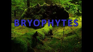 Bryophytes [upl. by Nomsed]