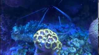 Cleaner Shrimp Cleans Lawnmower Blenny [upl. by Pincas226]