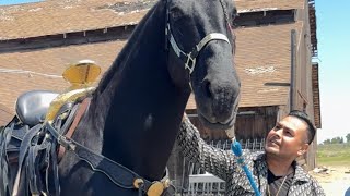 Me trajieron dos caballos bailadores de los finos para ver con cual me quedo de los dos😱🐎 [upl. by Winonah240]