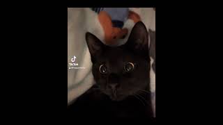 cat kitten animalshorts cuteanimal cutecat foryou [upl. by Dasha]