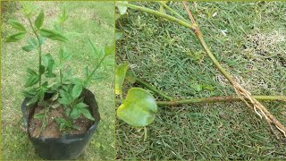 How to grow Chameli plant from cutting Yellow chameli plant [upl. by Arbed]