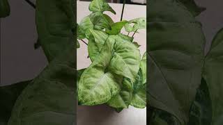 arrowhead plant houseplant care tutorial plants gardening garden plant gardens planting [upl. by Hersch]