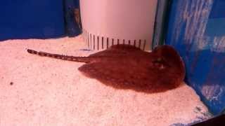 Potamotrygon Hystrix Hystrix Stingray [upl. by Durrell]