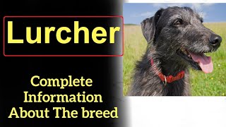 Lurcher Pros and Cons Price How to choose Facts Care History [upl. by Vigen250]