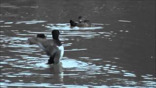 Migrating Ducks at Dusk  Sims Park Suwanee Georgia [upl. by Akina200]