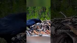 crow attack the eagle baby 😱😱crow vs eagle 🦅bird slowed birdking crowlovers elephantbird 😱😱😱🥺 [upl. by Eidlog]