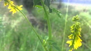 Yellow Sweet Clover Melilotus Officinalis  20120611 [upl. by Direj]