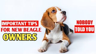 Important Tips For New Beagle Owners Beagle puppy care [upl. by Paradies871]