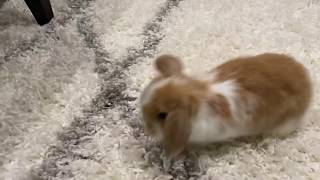 8 week old Holland Lop floppy eared bunny rabbits cute baby animals [upl. by Georgianne720]