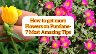 How to grow and care Purslane for maximum floweringपर्सलेन पर ज्यादा फूल पाने के टिप्सcaretips [upl. by Victoria]