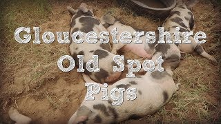 Gloucestershire Old Spot Pigs along with Tamworth Berkshire and Red Wattle Pigs [upl. by Woody]