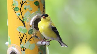 American Goldfinch Song The Most Beautiful Bird Song in the World [upl. by Nennerb]