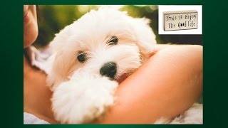 Maltese Potty Training Housebreaking your Maltese Maltese Potty Training Tips [upl. by Anchie]