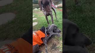 We made friends this morning weimaraner germanshorthairedpointer dogs puppytraining like yes [upl. by Petr78]