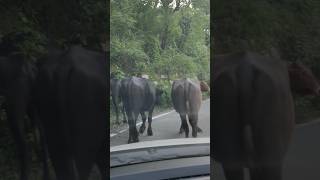 Leela Ghasyari Garhwal Song nature buffalo viralshorts trendingshorts youtubeshorts [upl. by Rizika]