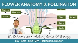 Plant reproduction  Flower anatomy and pollination  GCSE Biology 91 [upl. by Nosaes]