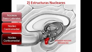 SISTEMA LÍMBICO PARTE 2 [upl. by Virgil]