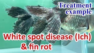 【Fish disease treatment example】White spot disease Ich and fin rot [upl. by Ynohta]