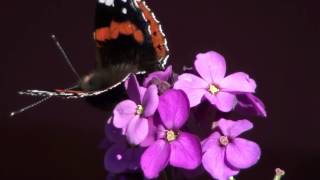 Erysimum Bowles Mauve with butterflies [upl. by Eelyak]