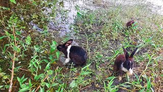 My cute bunny eating vine grass together beautifully [upl. by Buehler]