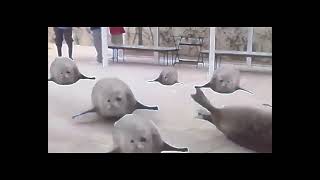 Bouncing seals BASS BOOSTED Shitpost [upl. by Longwood]