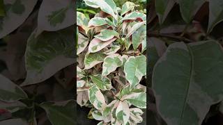 Chinese croton plant trending viralvideo shorts youtubeshorts [upl. by Nosittam]