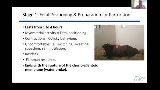 Dr Gomez Webinar Part 5 Foaling [upl. by Llertal741]