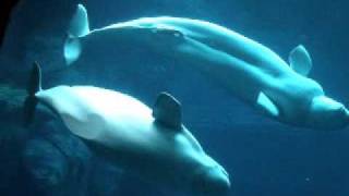 beluga whales mating [upl. by Lisan]