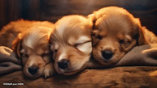 Musique relaxante pour chien 🐶 Musique Pour Dormir en 5 Minutes 💤Pour le détendre et le déstresser [upl. by Schott]