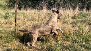 Olympicdogs IRIS is available  Young adult Mastiff hybrid  In heat   Bogan x Sticky keeper [upl. by Ardnajela]