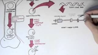 Immunology  Antibody Somatic VDJ Recombination I [upl. by Priebe]