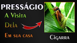 🏡 PRESSÁGIO  A Visita da CIGARRA em seu lar [upl. by Assened]