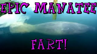 Manatee epic fart [upl. by Ahsiemak]