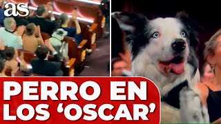 PERRO MESSI PROTAGONIZA los OSCAR  ANATOMÍA DE UNA CAÍDA [upl. by Nylrem]