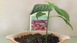 Plant Growing Time Lapse  Echinacea [upl. by Gregson]