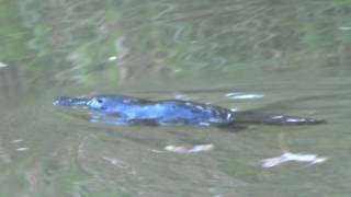 DuckBilled Platypus swimming in the wild [upl. by Antone]