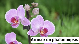 Phalaenopsis  le bon arrosage [upl. by Barbie223]