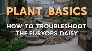 How to Troubleshoot the Euryops Daisy [upl. by Razec]