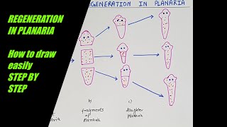 How to draw REGENERATION IN PLANARIA easilystepsHOW DO ORGANISMS REPRODUCE  part 3 class X CBSE [upl. by Yentroc]