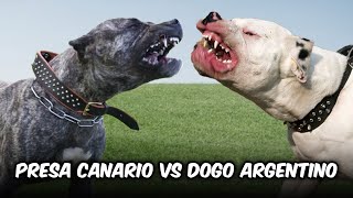 Presa Canario vs Dogo Argentino [upl. by Dodi]