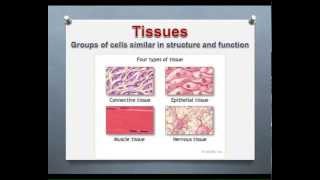 LECTURE Introduction to Epithelial amp Connective Tissues [upl. by Yahiya]