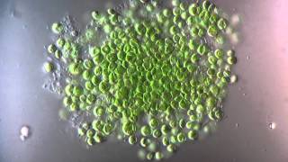 Chlorella  Chlorophyta  1250x [upl. by Attlee965]